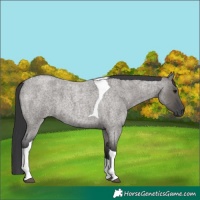 Horse Color:Grullo Roan Tobiano 