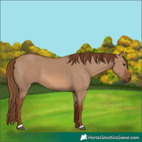 Horse Color:Red Dun