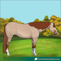 Horse Color:Red Dun