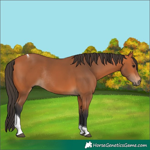 Horse Color:Bay Tobiano Rabicano 