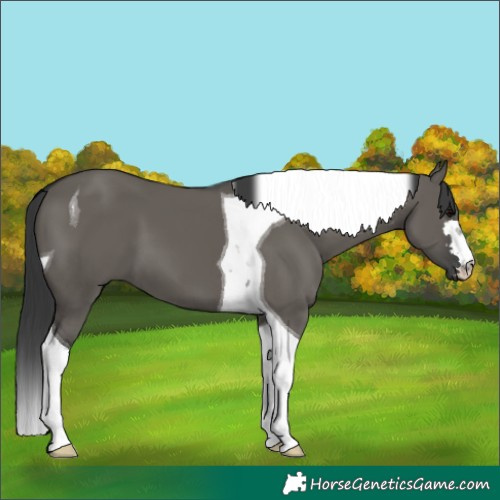 Horse Color:Grullo Tobiano 