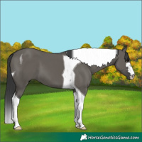 Horse Color:Grullo Tobiano