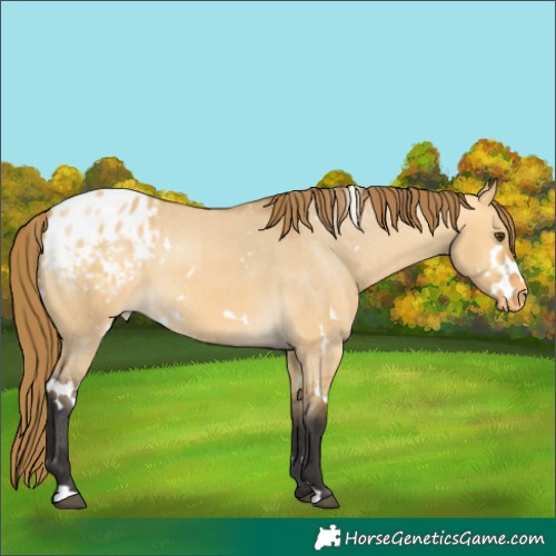 Horse Color:White Spotted Buckskin Dun Appaloosa 