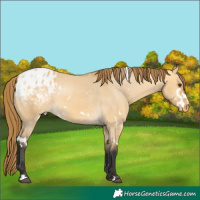 Horse Color:White Spotted Buckskin Dun Appaloosa