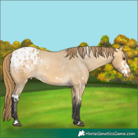 Horse Color:White Spotted Buckskin Dun Blanket 