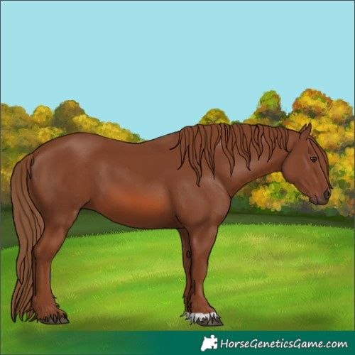 Horse Color:Chestnut 