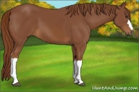 Horse Color:Chestnut 
