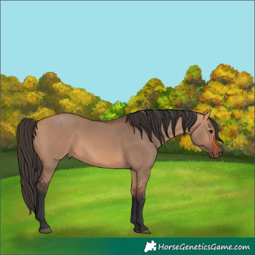 Horse Color:Bay Dun 