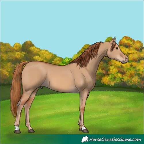 Horse Color:Red Dun 