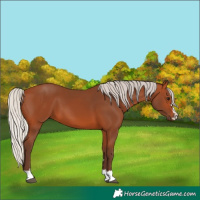 Horse Color:Silver Bay 