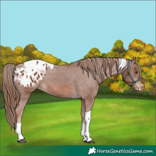 Horse Color:Chestnut Tobiano Appaloosa 