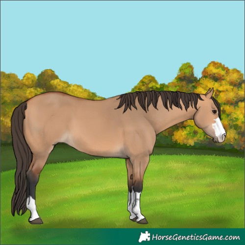 Horse Color:Bay Dun 