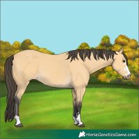 Horse Color:Buckskin