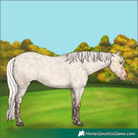 Horse Color:Silver Bay Roan Dun Appaloosa Rabicano