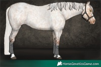 Horse Color:Silver Bay Roan Dun Snowflake Varnish Rabicano 