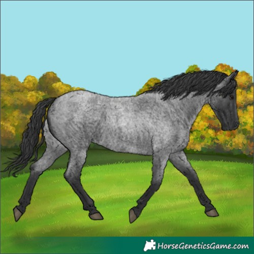 Horse Color:Blue Roan 