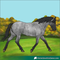 Horse Color:Blue Roan
