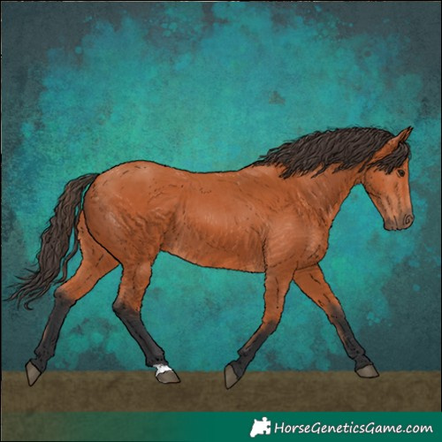 Horse Color:Bay 