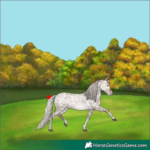 Horse Color:Silver Bay Roan Dun Splash Tobiano Snowflake Varnish Rabicano Brindle 
