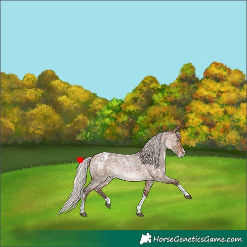 Horse Color:Silver Bay Roan Dun Splash Tobiano Appaloosa Rabicano Brindle 