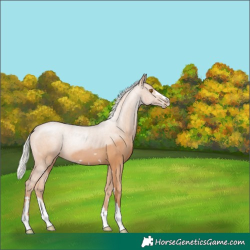 Horse Color:Silver Black Pearl 