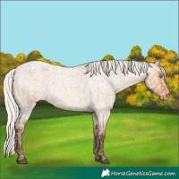 Horse Color:Silver Bay Roan Dun Appaloosa Rabicano