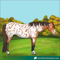 Horse Color:Bay Near Leopard 