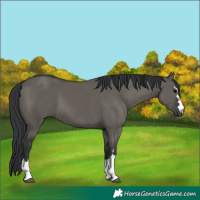 Horse Color:Grullo 