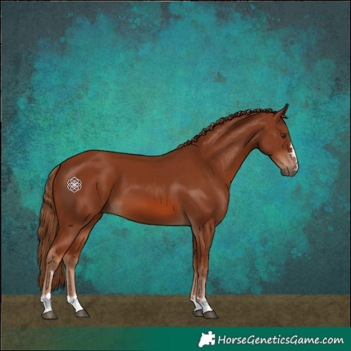 Horse Color:Chestnut 