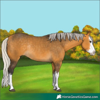 Horse Color:Silver Buckskin Splash Rabicano 