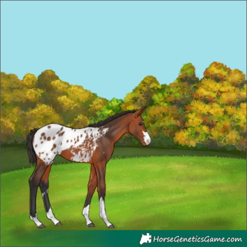 Horse Color:Bay Blanket 