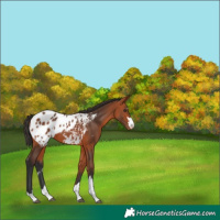 Horse Color:Bay Appaloosa 