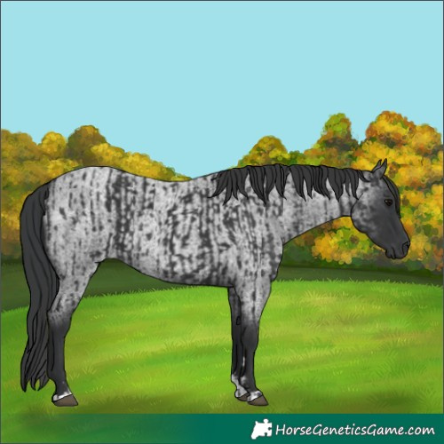 Horse Color:Black  and Blue Roan 