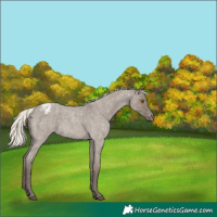Horse Color:Silver Grullo Roan Snowflake Varnish Rabicano 