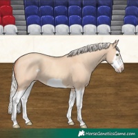 Horse Color:Silver Classic Champagne Dun Splash Frame 