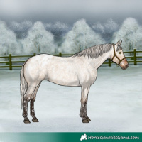 Horse Color:Gray Silver Bay Roan Dun Appaloosa Rabicano 