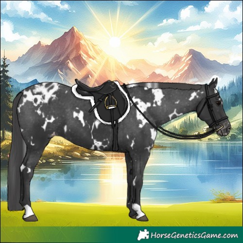 Horse Color:White Spotted Black Appaloosa 