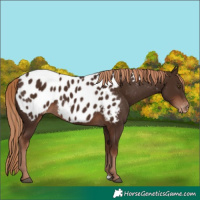 Horse Color:Liver Chestnut Blanket 
