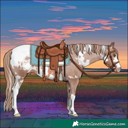 Horse Color:White Spotted Chestnut Appaloosa 