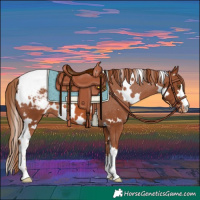 Horse Color:White Spotted Chestnut Appaloosa 