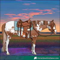 Horse Color:White Spotted Chestnut Snowcap