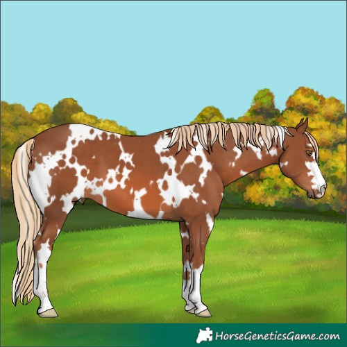 Horse Color:White Spotted Chestnut 