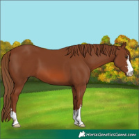 Horse Color:Chestnut 
