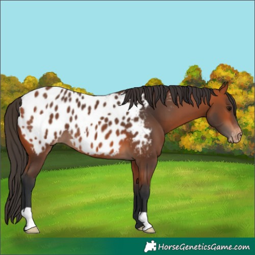 Horse Color:Bay Appaloosa 