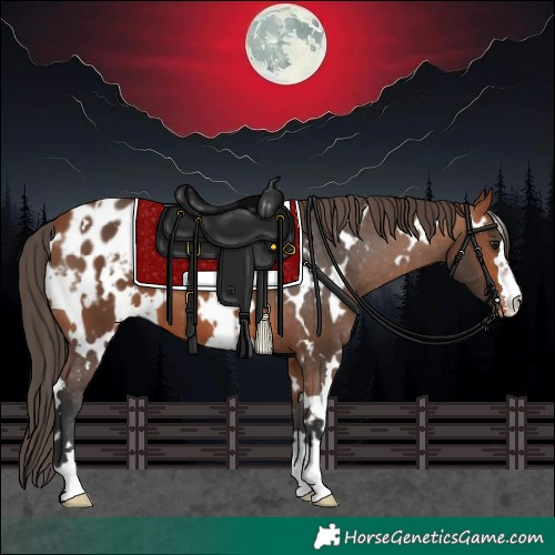 Horse Color:White Spotted Bay Appaloosa 
