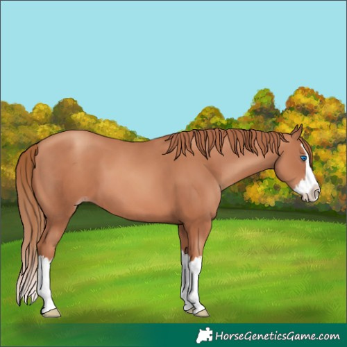 Horse Color:Gold Champagne Splash 