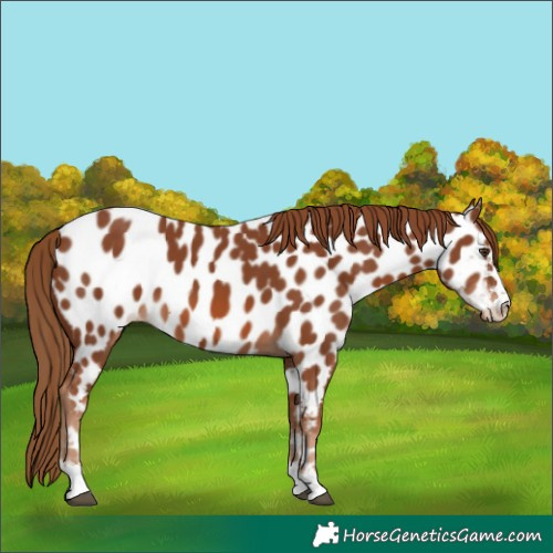 Horse Color:Chestnut Near Leopard