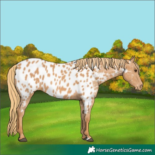 Horse Color:Chestnut Near Leopard