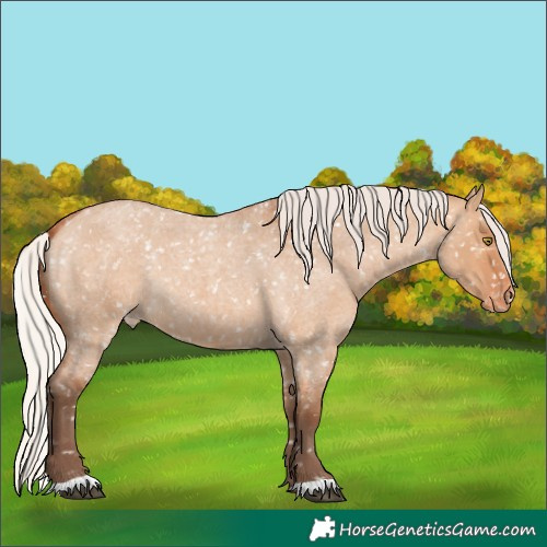 Horse Color:Silver Bay Roan Dun Snowflake Varnish Rabicano 