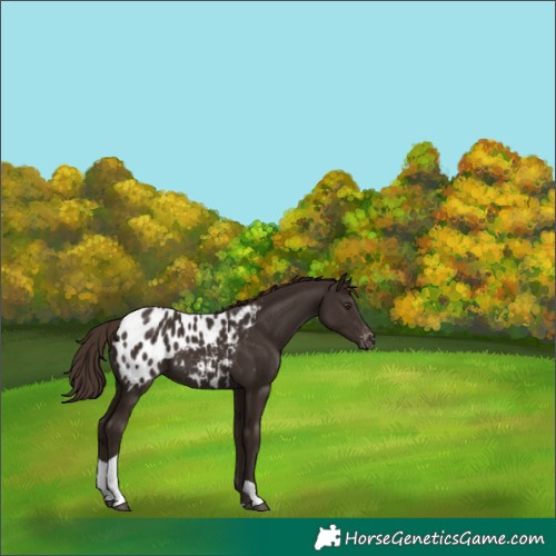 Horse Color:Liver Chestnut Tobiano Appaloosa 